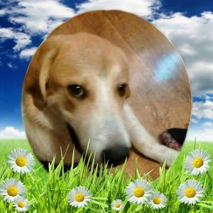 Meet your Posher, Mellaine